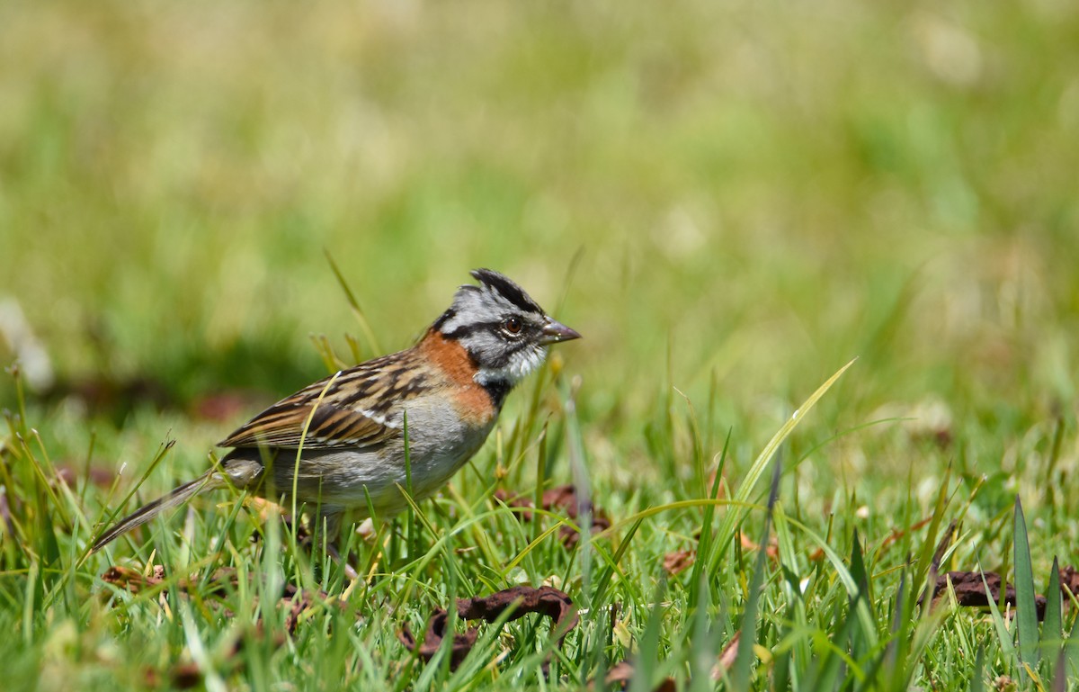 Rufous-collared Sparrow - ML26834781