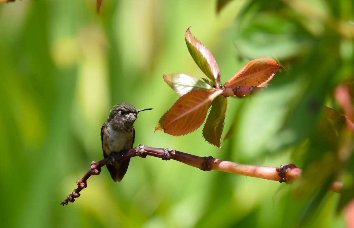 Scintillant Hummingbird - ML26834841