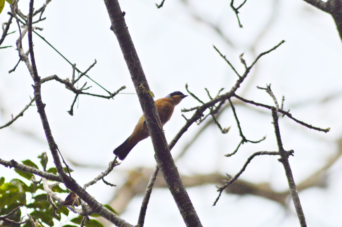 Fawn-breasted Tanager - ML268349181