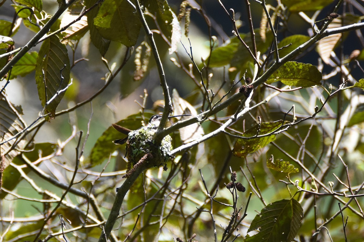 Talamanca Hummingbird - ML26834931