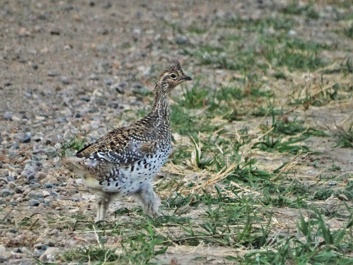 Sharp-tailed Grouse - Mike Russum