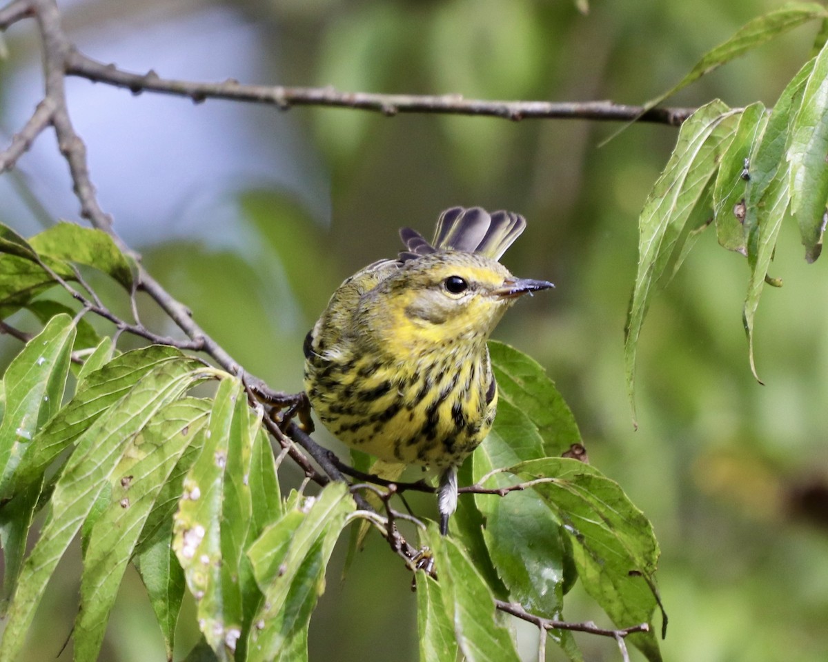 Cape May Warbler - ML268351831