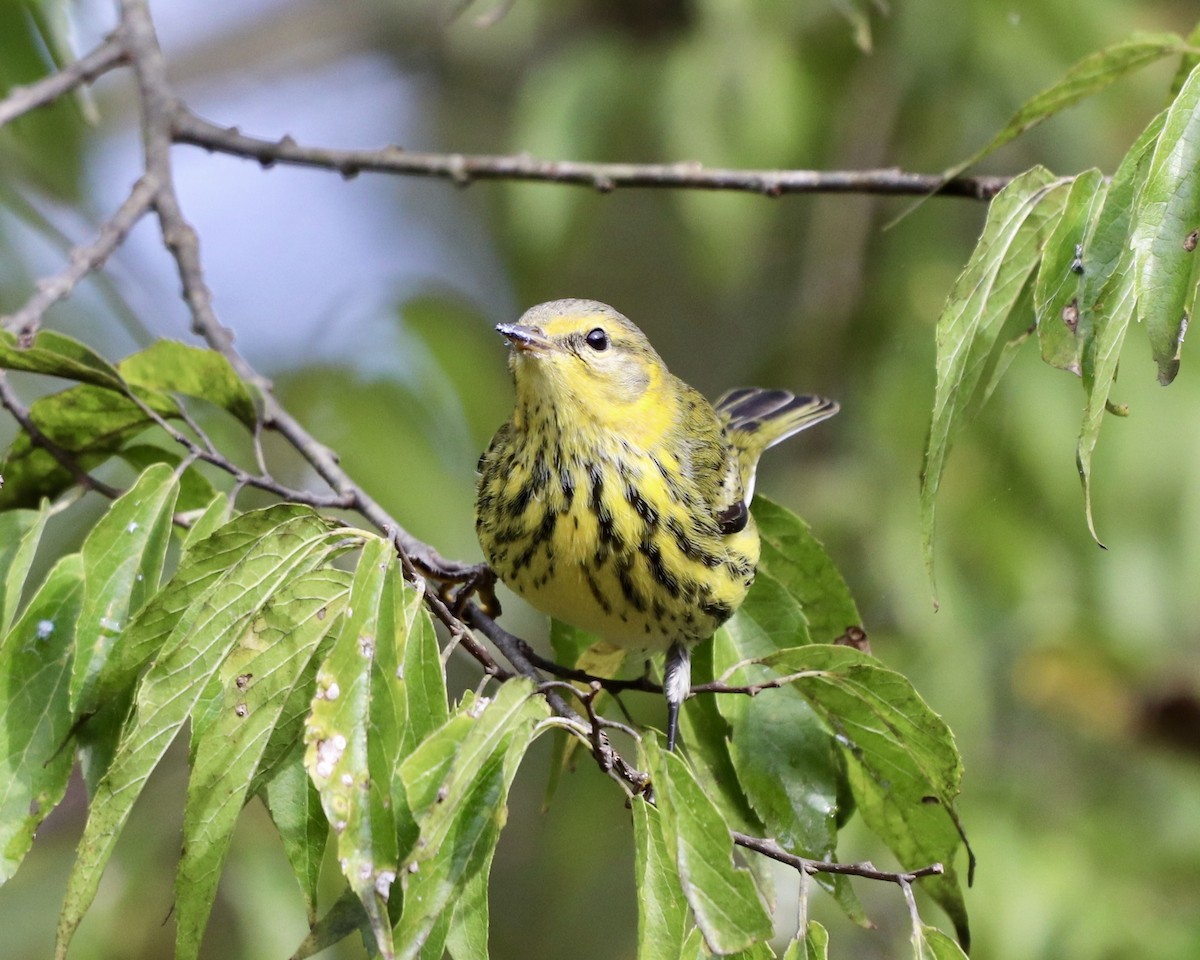 Cape May Warbler - ML268351841