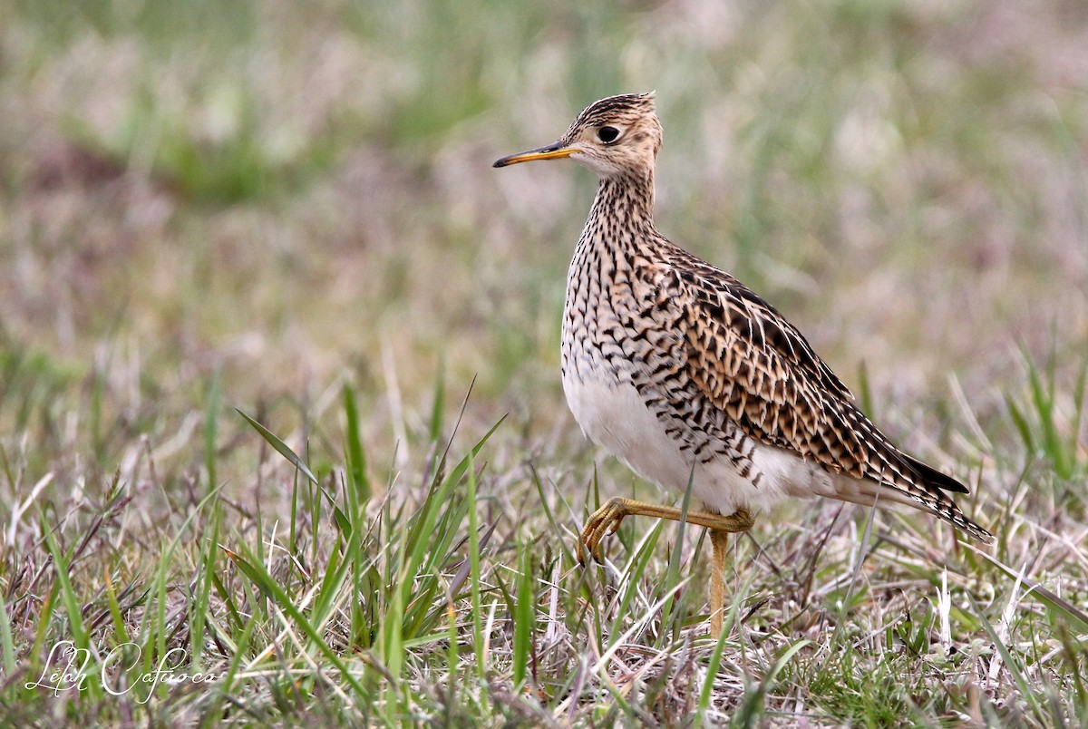 Upland Sandpiper - ML26835241