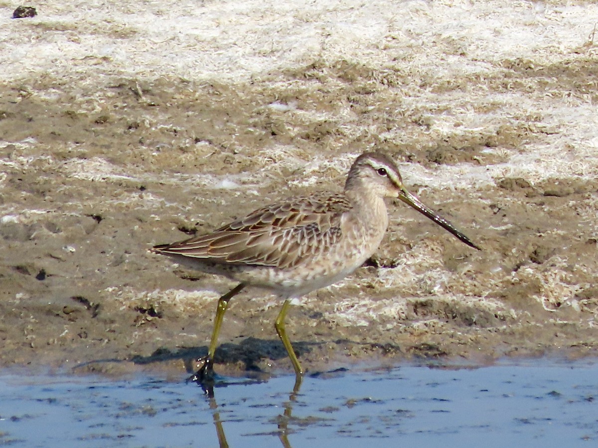 Long-billed Dowitcher - ML268359921