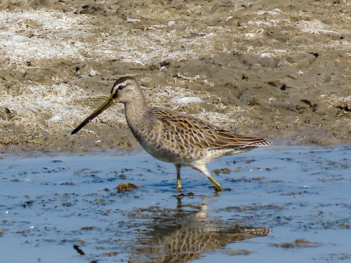 Long-billed Dowitcher - ML268360151