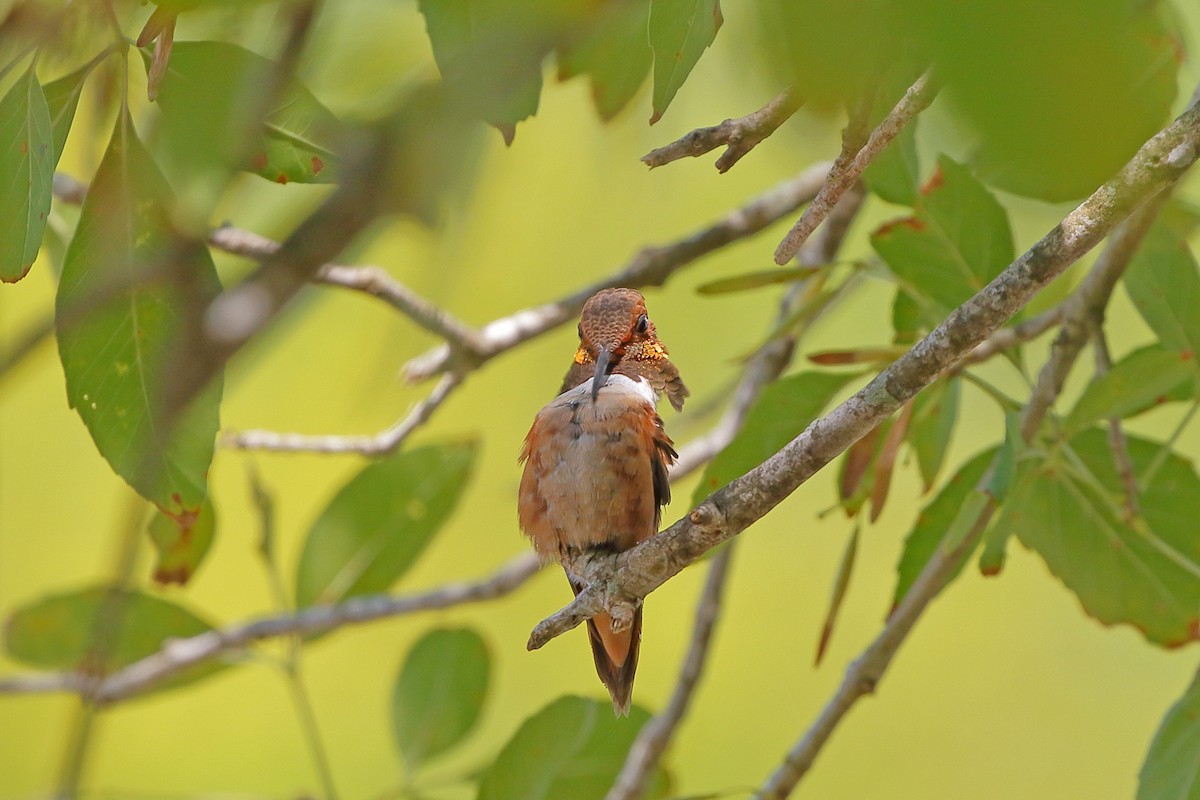 Rufous Hummingbird - ML268364961