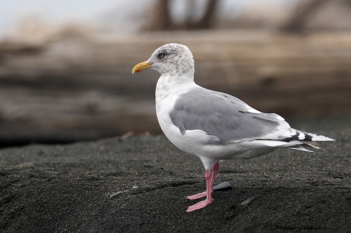 Iceland Gull (Thayer's) - Andrew Spencer