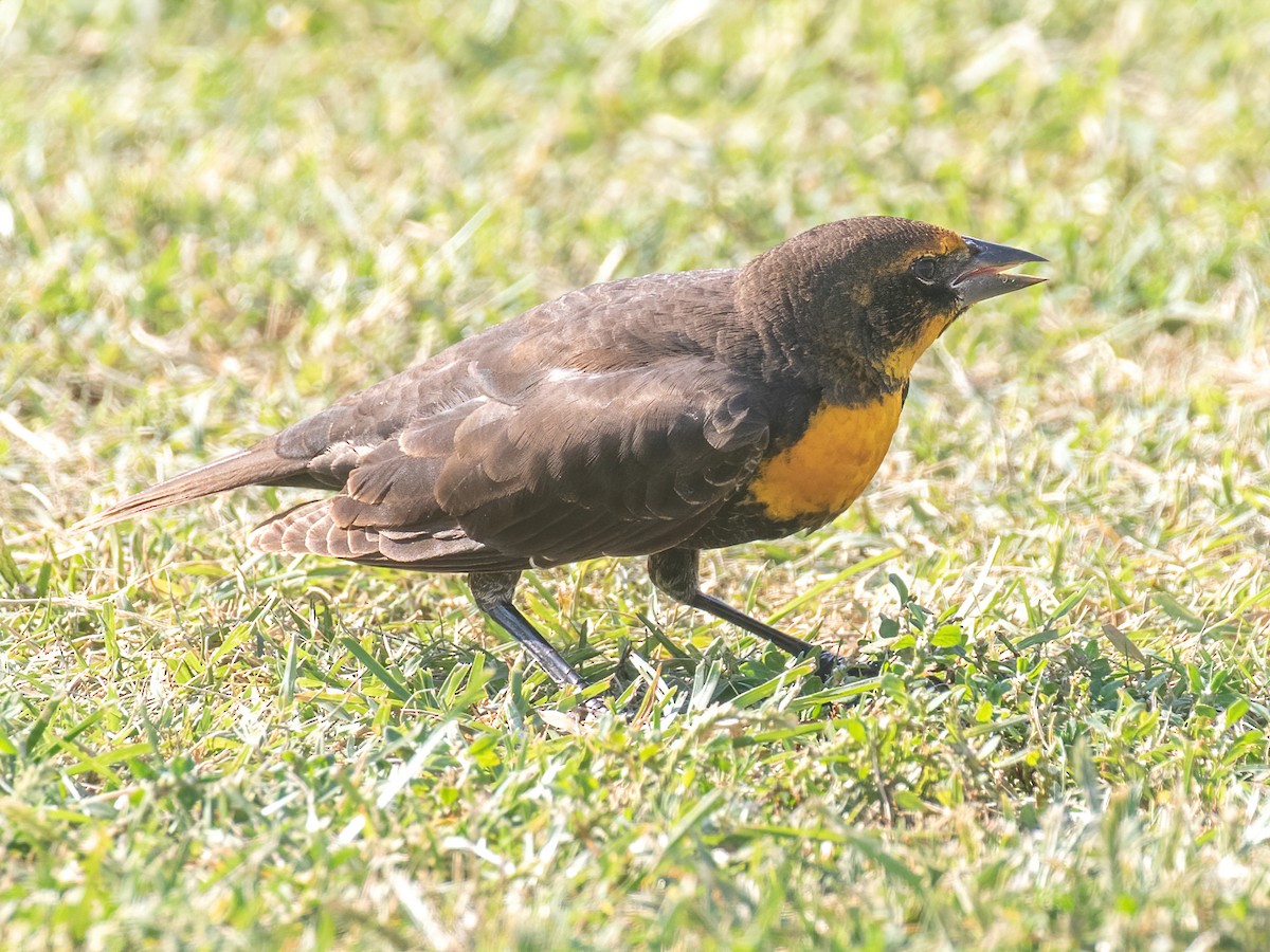 Yellow-headed Blackbird - ML268370521