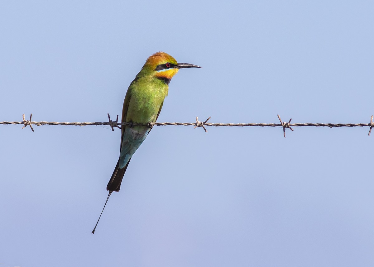Rainbow Bee-eater - ML268373691
