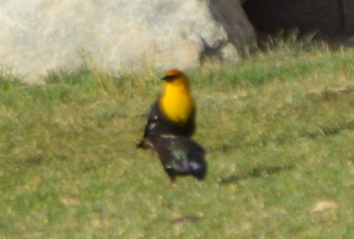 Yellow-headed Blackbird - ML26837901