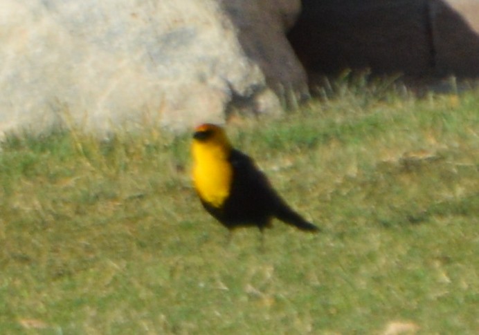 Yellow-headed Blackbird - ML26837911