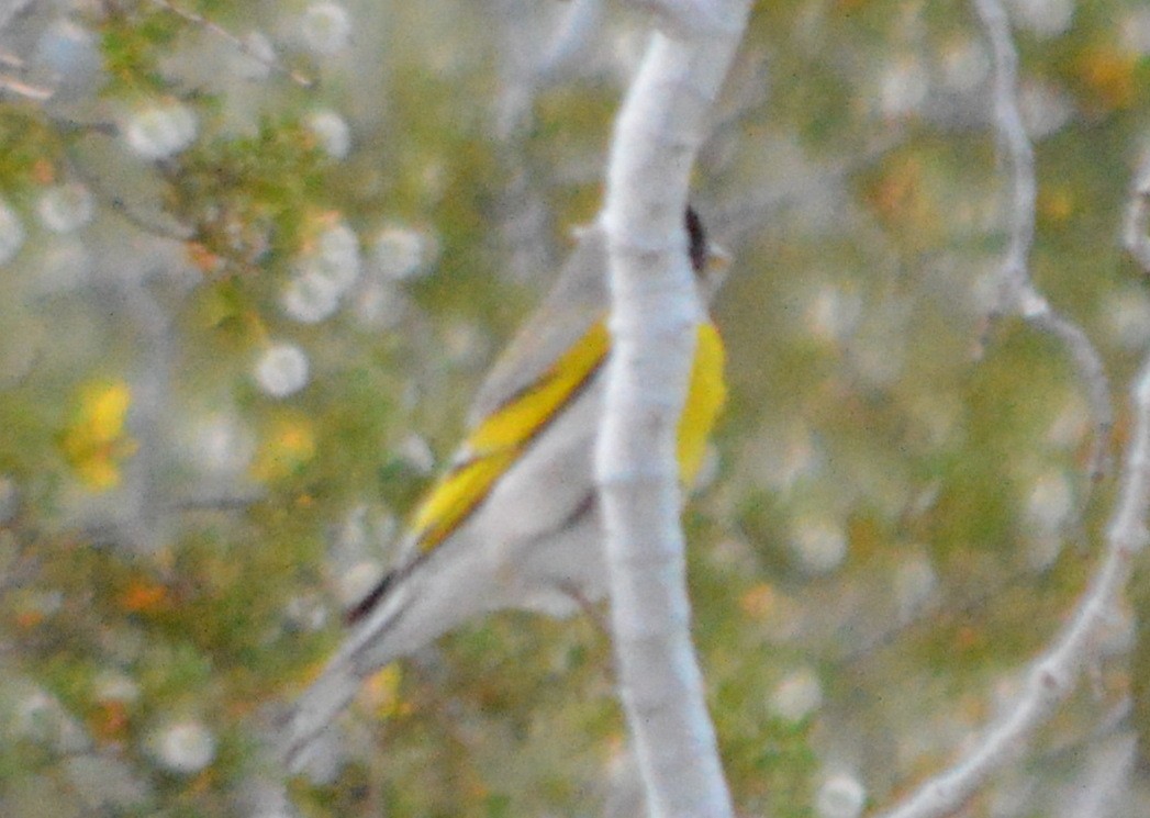 Lawrence's Goldfinch - ML26838021