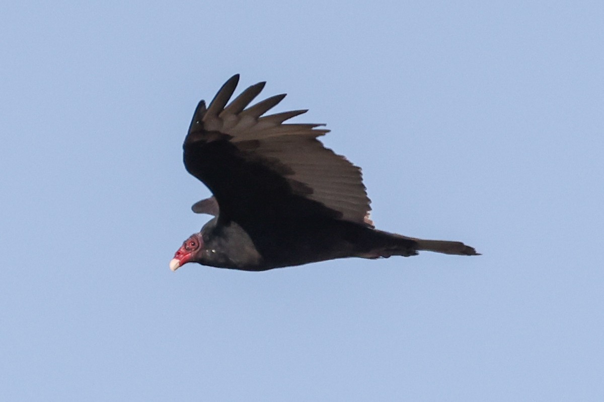 Turkey Vulture - ML268381761