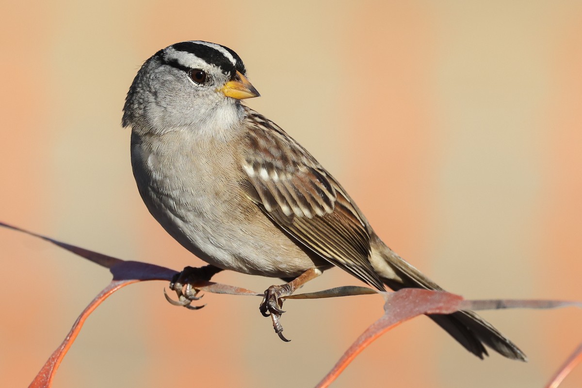 White-crowned Sparrow - Barry Langdon-Lassagne