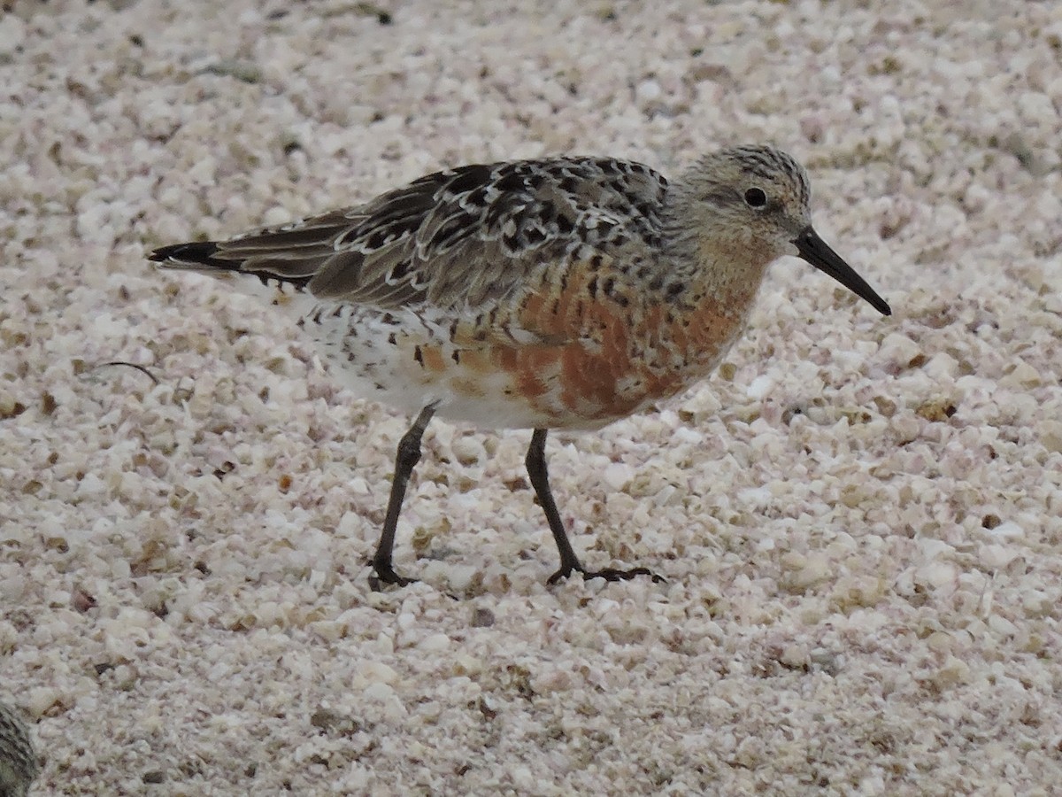 Red Knot - ML26838871