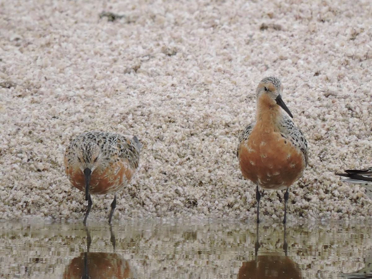 Red Knot - ML26838881