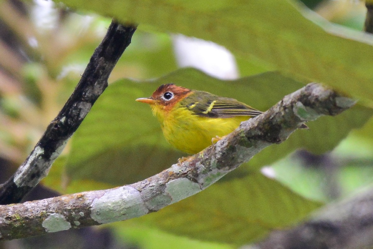 Yellow-breasted Warbler - ML268392591