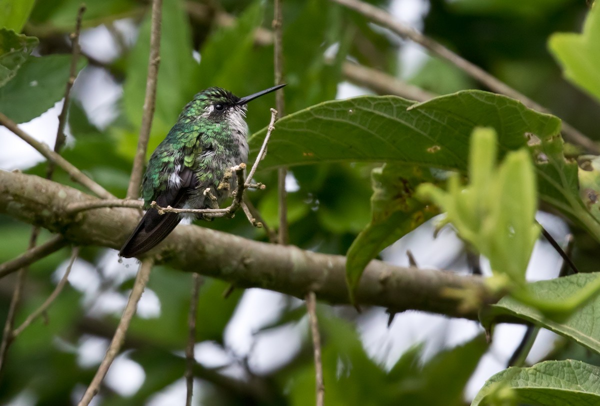 Blue-tailed Emerald - ML268392771