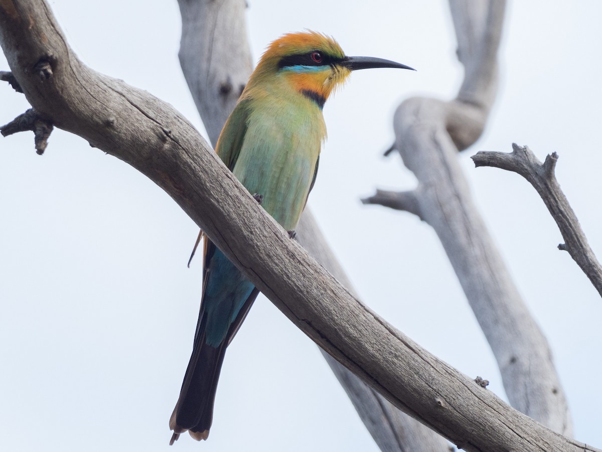 Rainbow Bee-eater - Patrick Cox