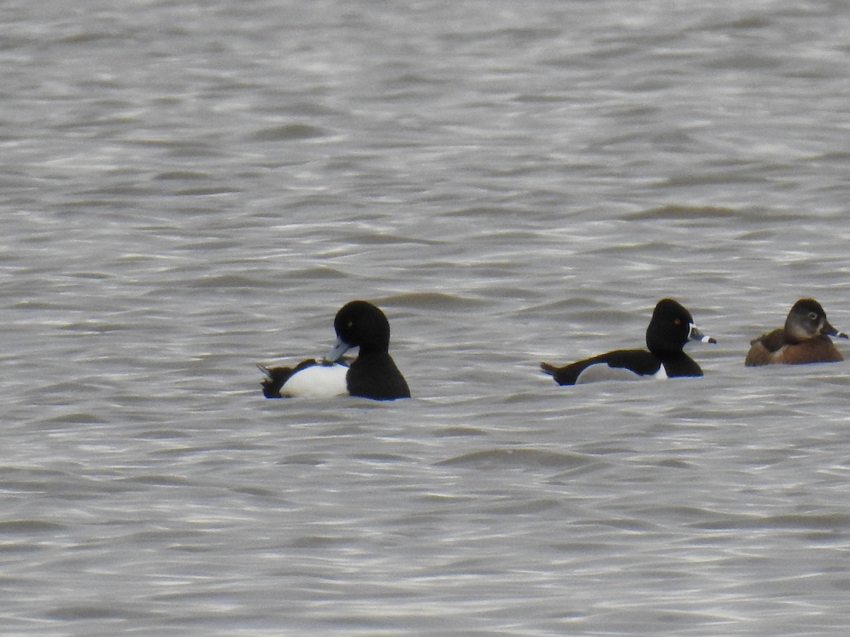 Greater Scaup - ML26840071