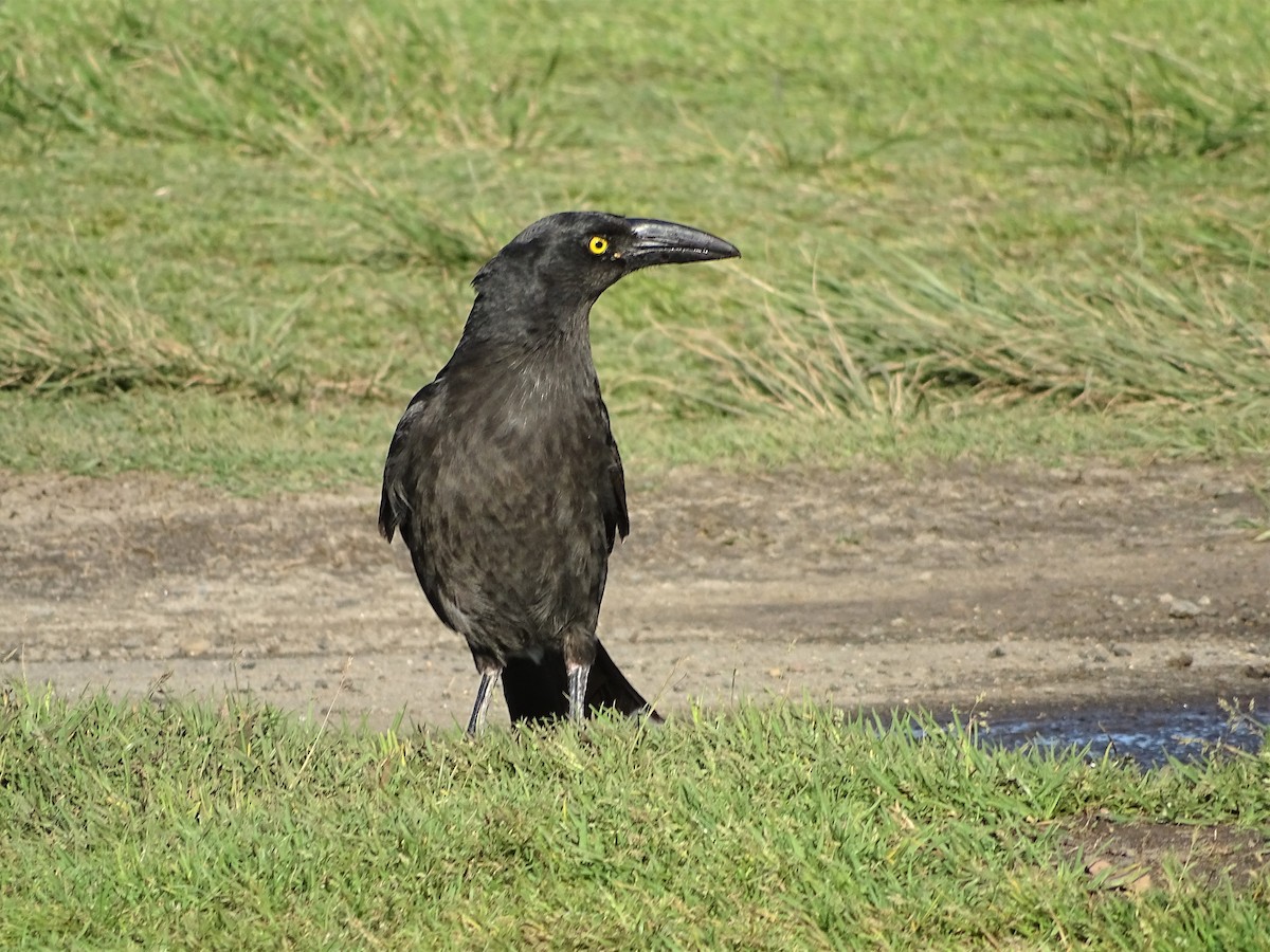 Pied Currawong - ML268400931