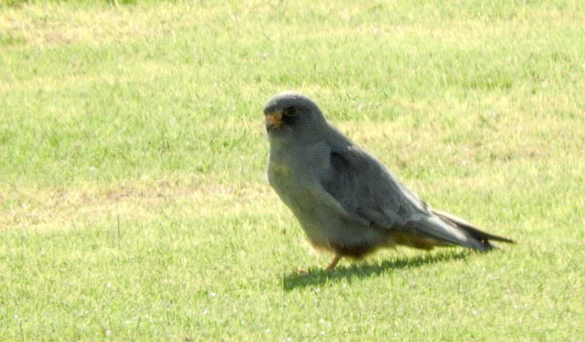 Red-footed Falcon - ML268405181