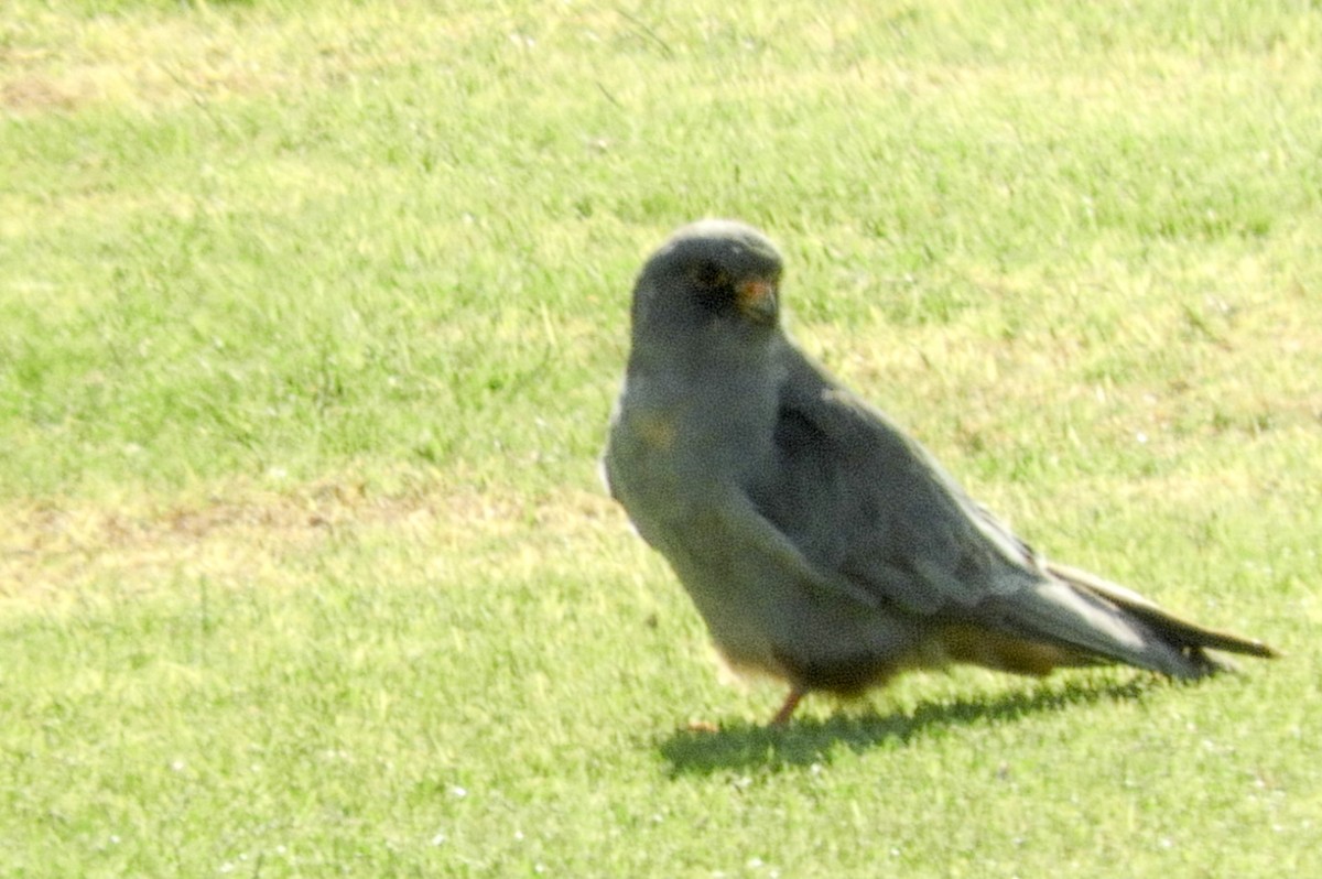 Red-footed Falcon - ML268405201