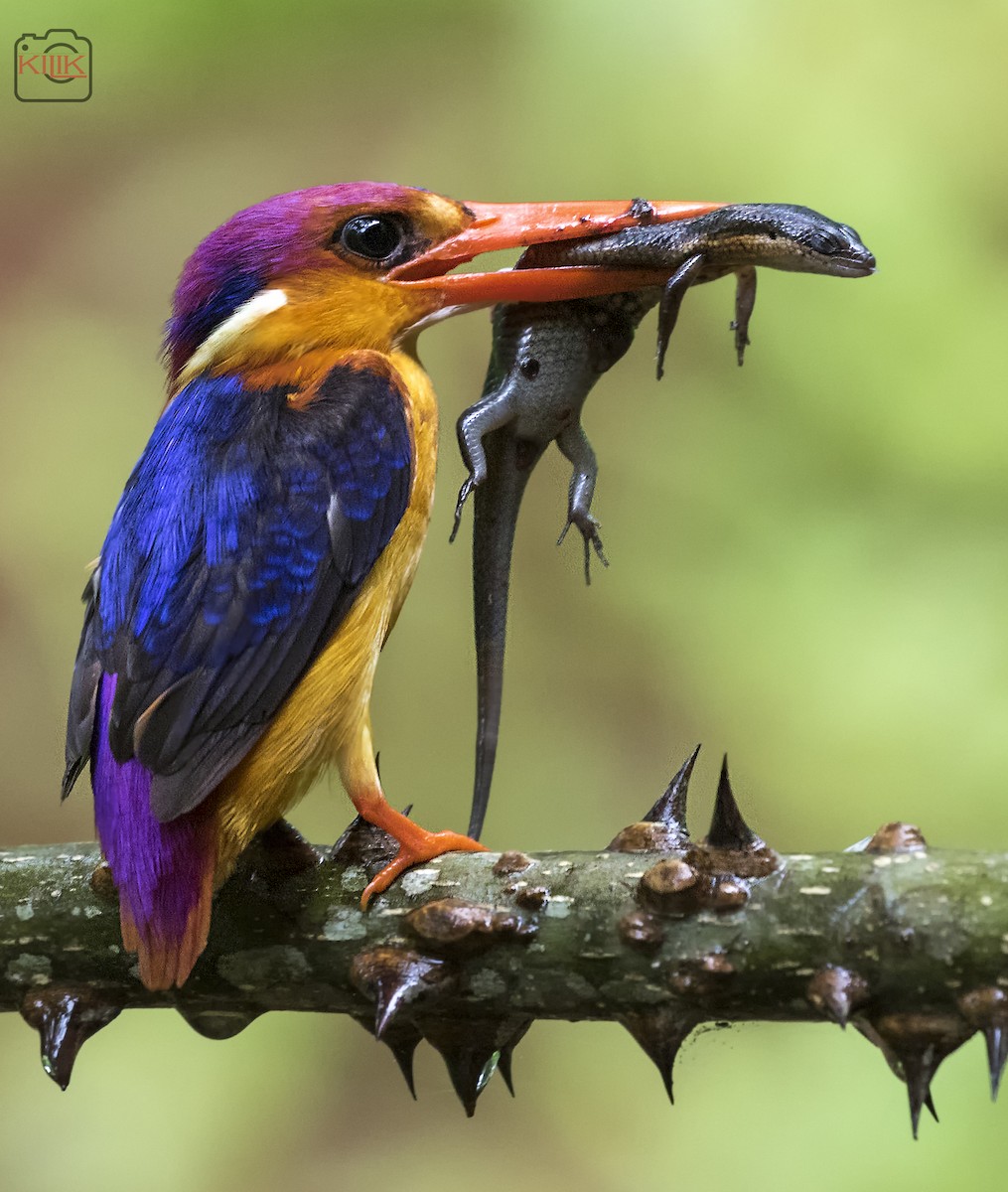 Black-backed Dwarf-Kingfisher - Kishore Bakshi