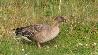 Pink-footed Goose, ML268410831