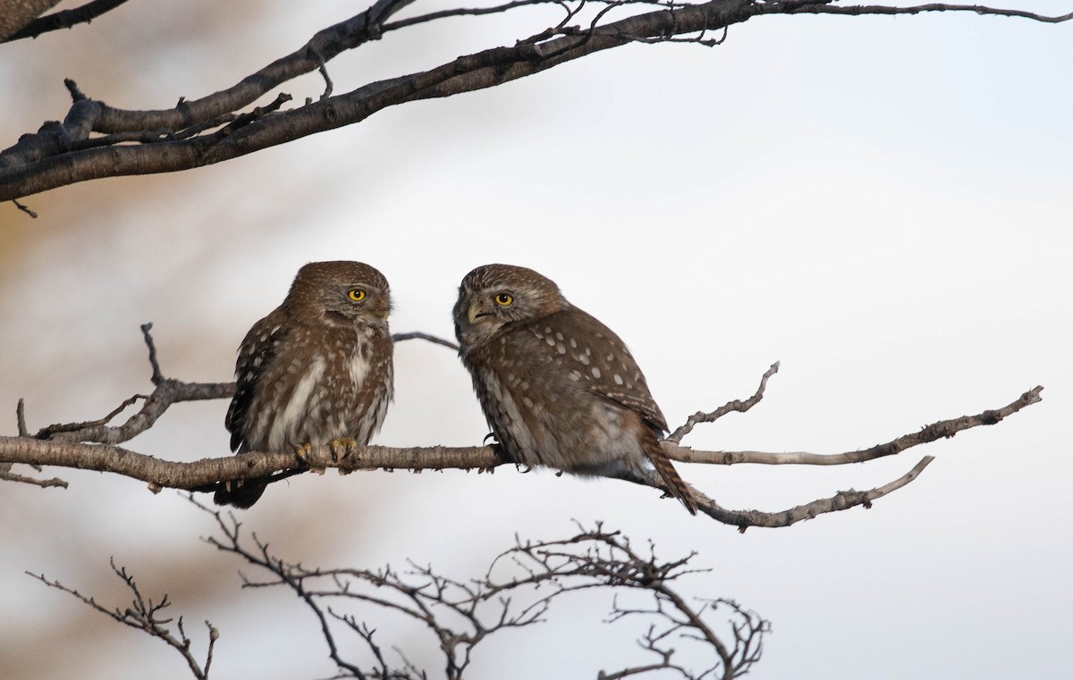 Austral Pygmy-Owl - Santiago Imberti