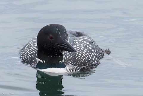 Common Loon Media Search Ebird And Macaulay Library