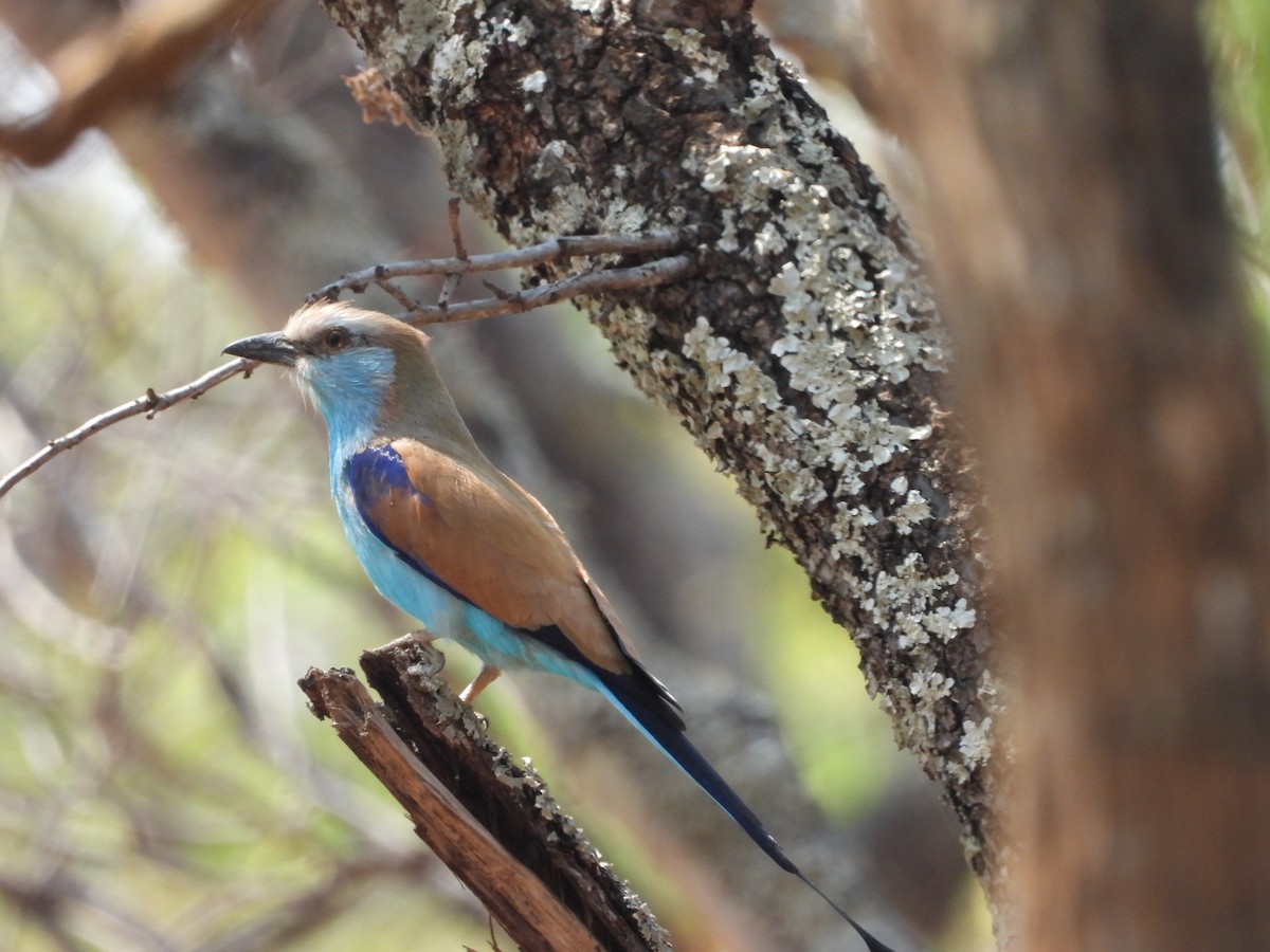 Racket-tailed Roller - ML268415261