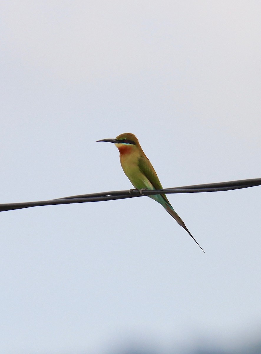 Blue-tailed Bee-eater - ML268420361
