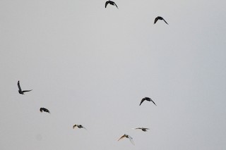 Rock Pigeon (Feral Pigeon), ML268422211