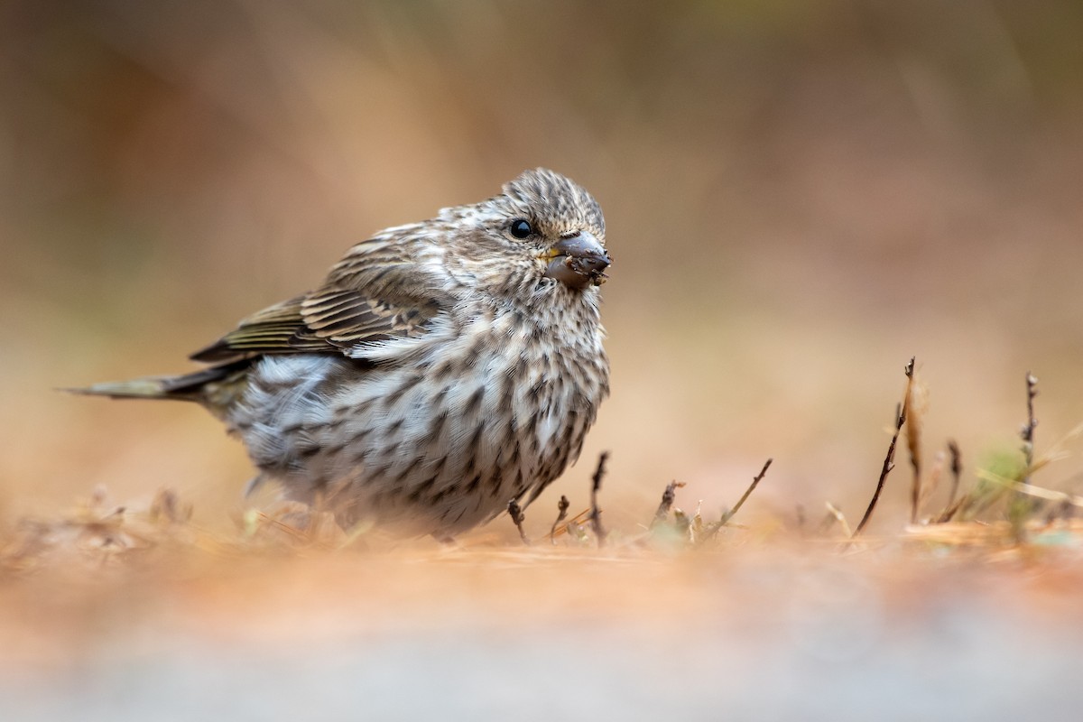 Purple Finch - Matthew Bode