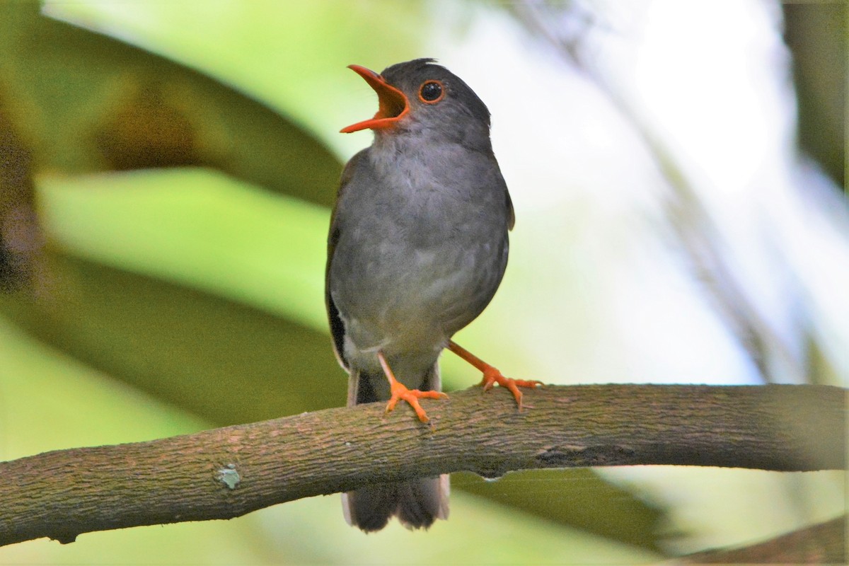 Orange-billed Nightingale-Thrush (Gray-headed) - David Hollie