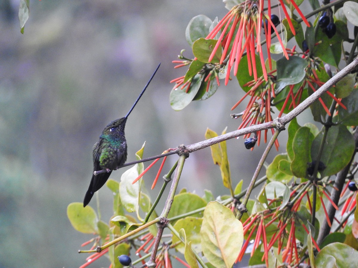 Sword-billed Hummingbird - Chris Bell