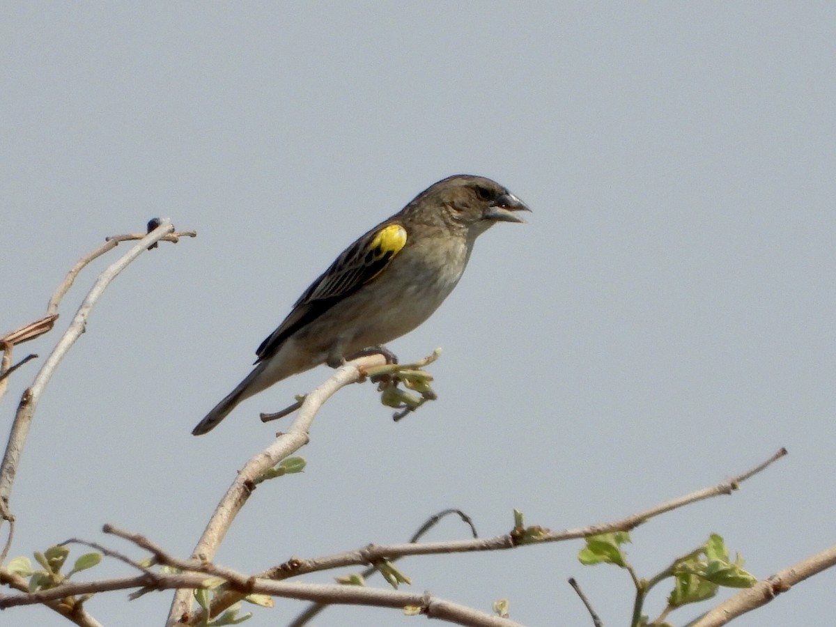 Yellow-mantled Widowbird - ML268434361