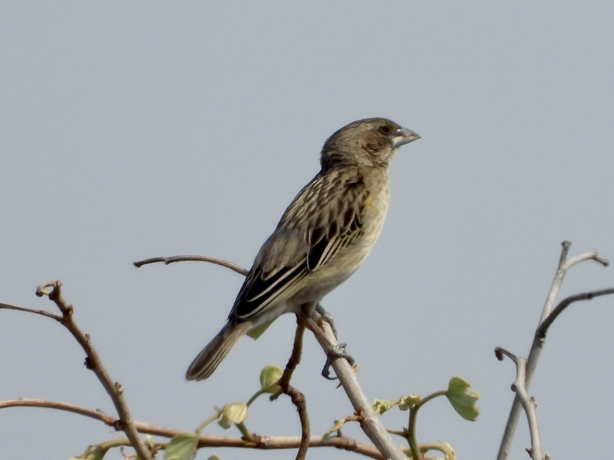 Yellow-mantled Widowbird - ML268434371