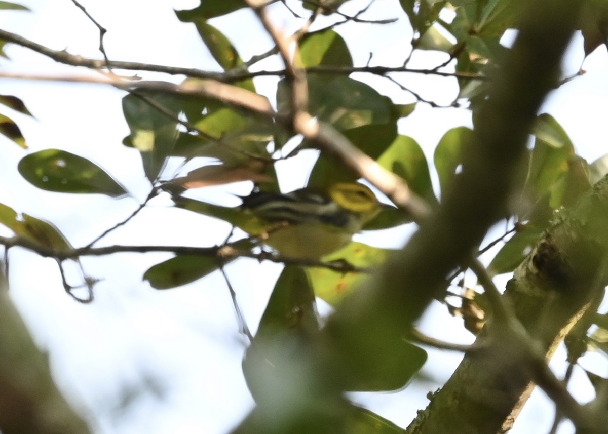 Black-throated Green Warbler - Joe Wujcik