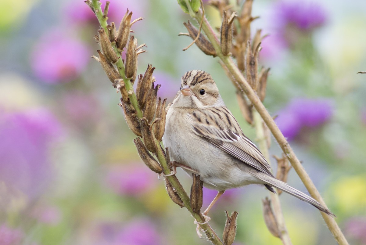 Clay-colored Sparrow - ML268437901