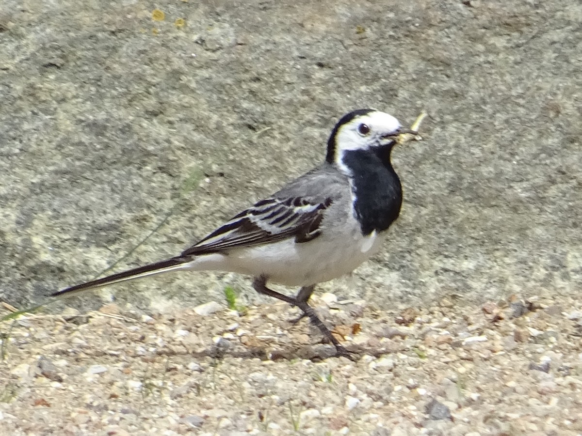 White Wagtail (White-faced) - ML268438461