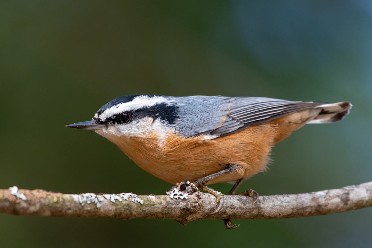 Red-breasted Nuthatch - ML268439441