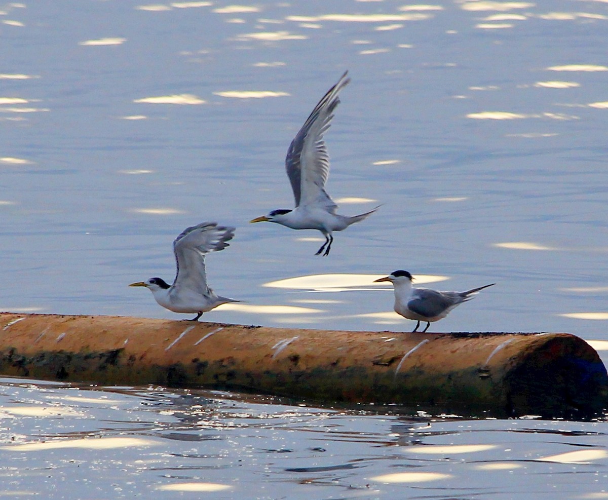 Lesser Crested Tern - Sue Hacking
