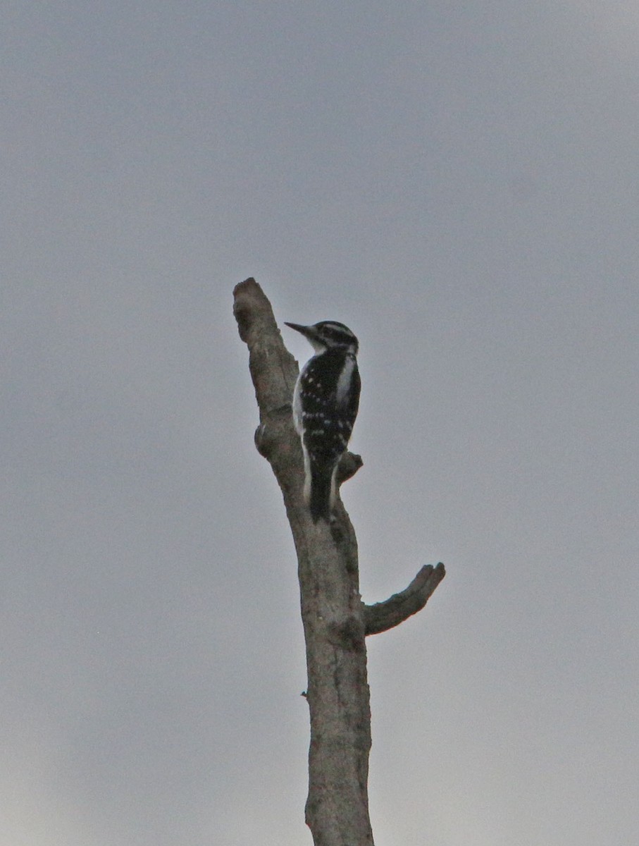 Hairy Woodpecker (Eastern) - ML268440471