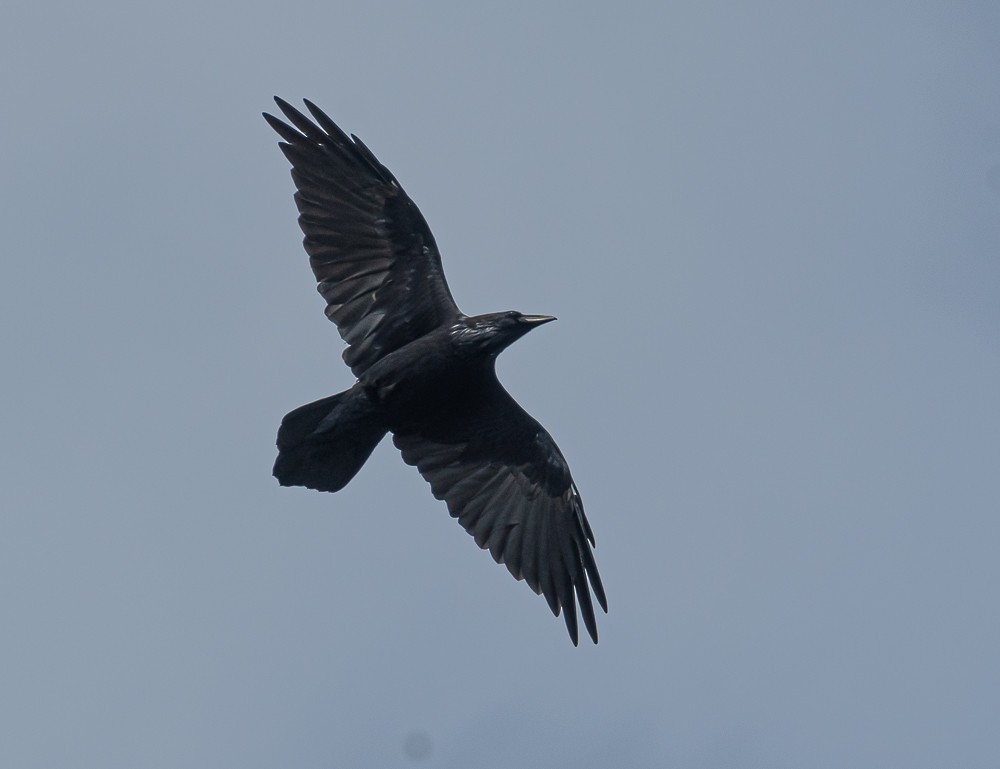 Common Raven - ML268441031