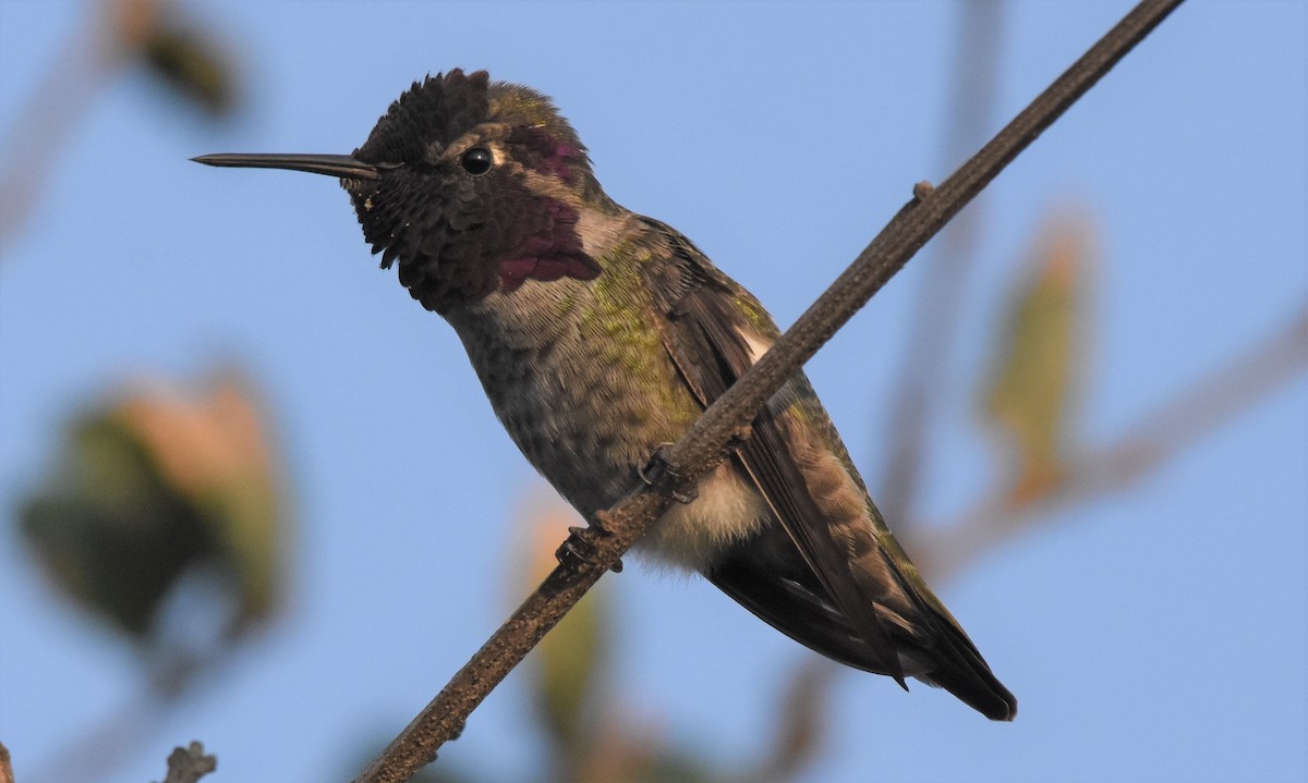 Anna's Hummingbird - ML268446291