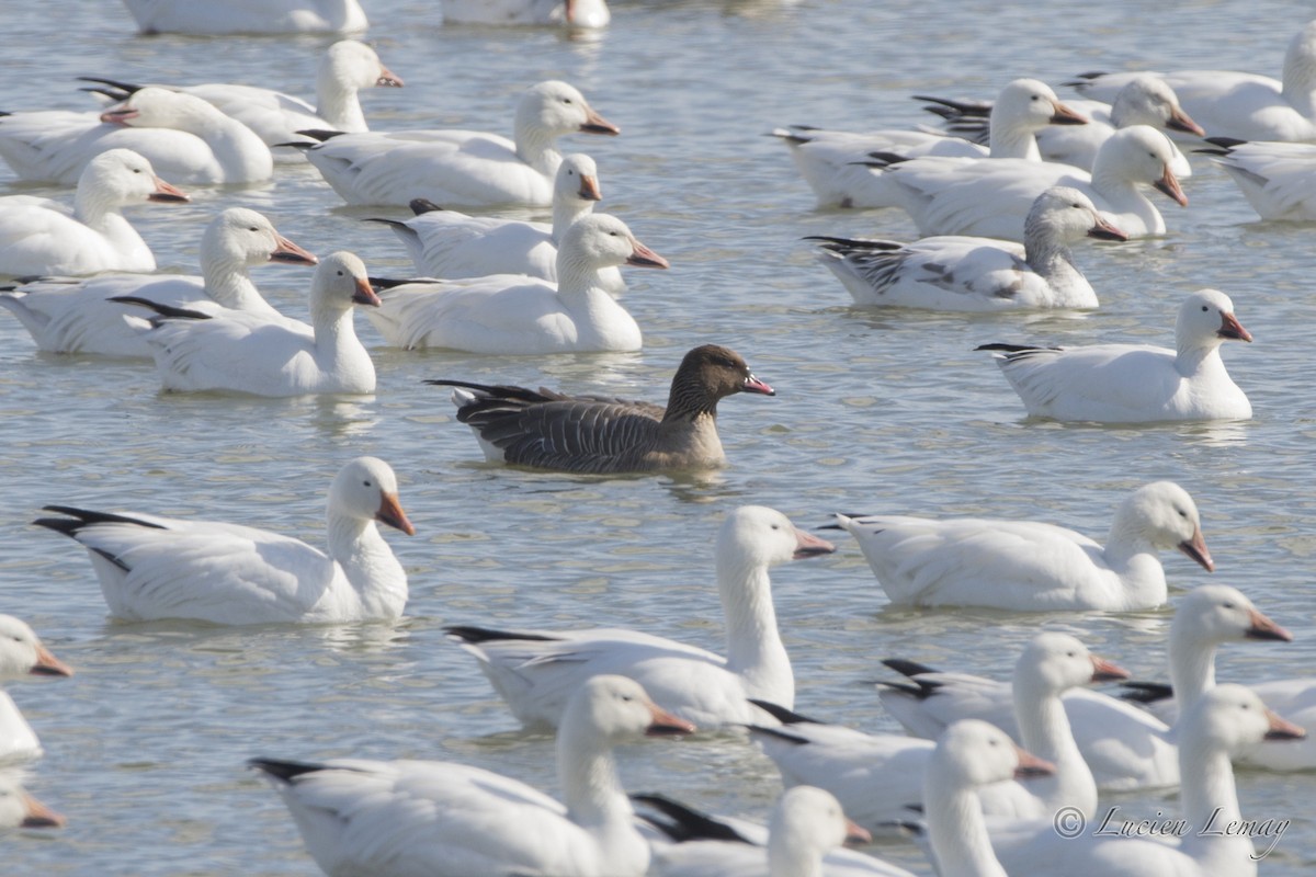 Pink-footed Goose - ML26844911