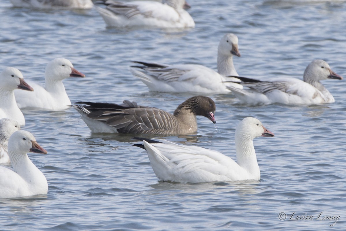 Pink-footed Goose - ML26844931